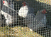 Lavender pekins