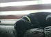 Patterdale terrier
