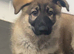 11 weeks old German shepherd