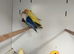 Stunning Various Baby Lovebirds
