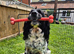 Working Springer Spaniels