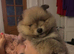 Pomeranian Puppys