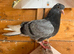 Birmingham roller pigeons