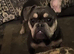Frenchie for stud