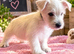 West highland terrier