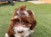 Cockapoo + cocker spaniel