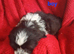 Shih Tzu cross Bassett puppys