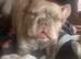 Male French bulldog