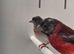 Red siskins mutations