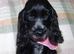KC Show Cocker Spaniel
