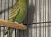 Black faced budgies