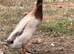 DRAKES IN DORSET