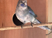 Young blue cinnamon pennant