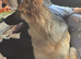 7 month old female german shepard