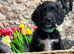 Adorable Sproodle Puppies
