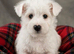 Adorable west highland terrier puppy