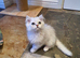 Beautiful Pedigree Chinchilla Persian Kitten.