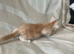 Stunning ginger/cream kittens