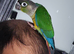 GC conure tamed