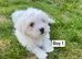 Gorgeous Maltese Toy puppies