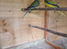Elegant Grass Parakeets