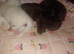 3 male maincoon kittens for sale