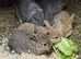 Male Mini Lop bunny rabbit for sale