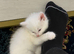 Adorable Fluffy White Male Kitten Ready for His Forever Home!