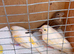 2 canary hens