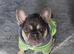 Lilac and Tan Micro Frenchie Female