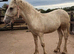 Big strong 6mth old colt