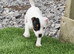 Jack Russell Puppy's