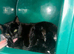 Kittens for sale