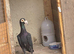 Female English Bagdad Carrier pigeon