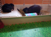 Pure mini lop ready to reserve