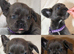 Dwkc fluffy French bulldogs