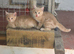 2 male kittens