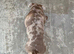 Pocket bully puppies for sale