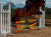 Buddy 16.2 8yo Dun Cob