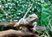 Hypo Zero Bearded Dragons at Birmingham Reptiles
