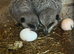 Young meerkats