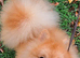 Bear Type Pomeranian for sale