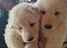 Beautiful litter of Long coated German Shepherd puppies