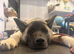 Beautiful American Akita pup