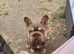 Female french bulldog