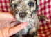 Chocolate Merle cockapoo puppies