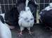 fantails for sale