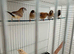 Fawn owl finch cock