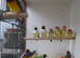 GOULDIAN AND STAR FINCHES FOR SALE