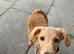 Belle labradoodle